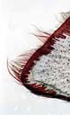Ecdysis